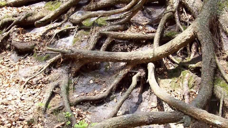 Kořeny stromů