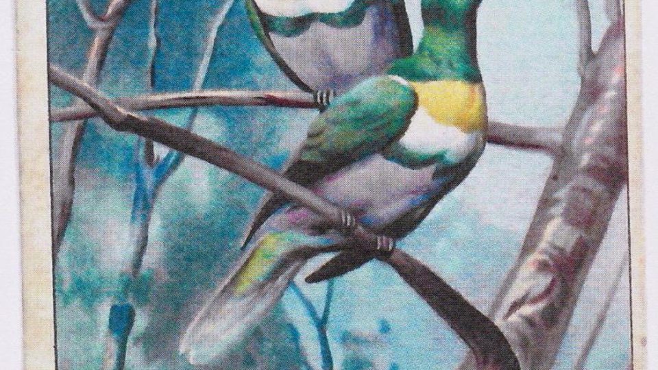 Reklamní litografická kartička - holub
