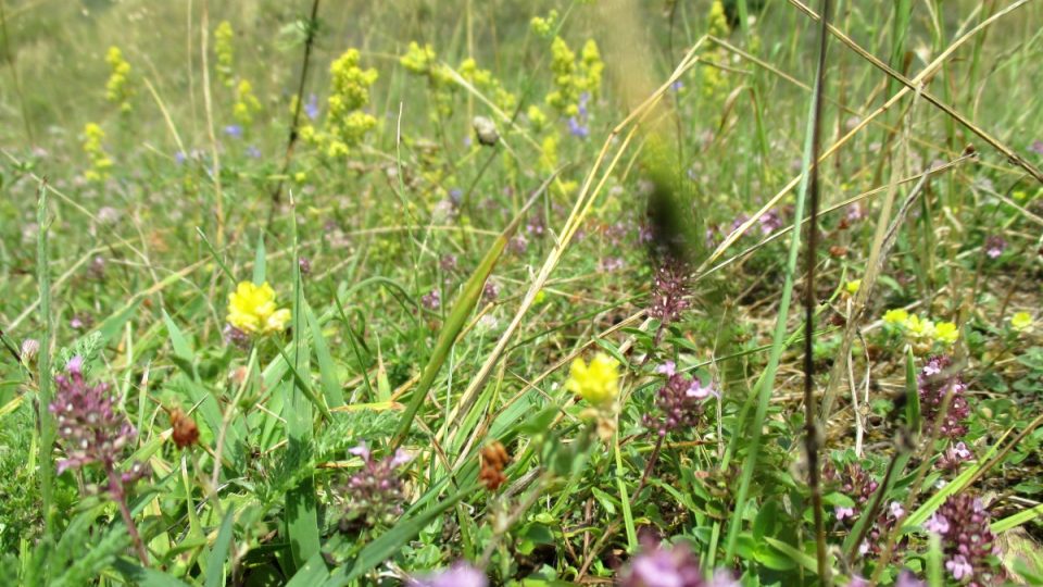 Překvapí vás tu obrovská rozmanitost květů