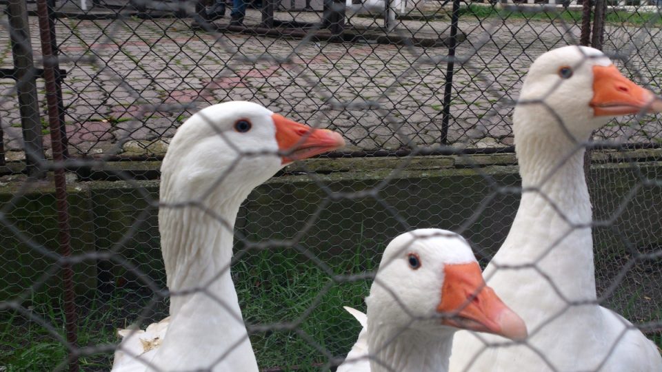 Česká husa | foto: Jitka Slezáková, Český rozhlas Česká husa