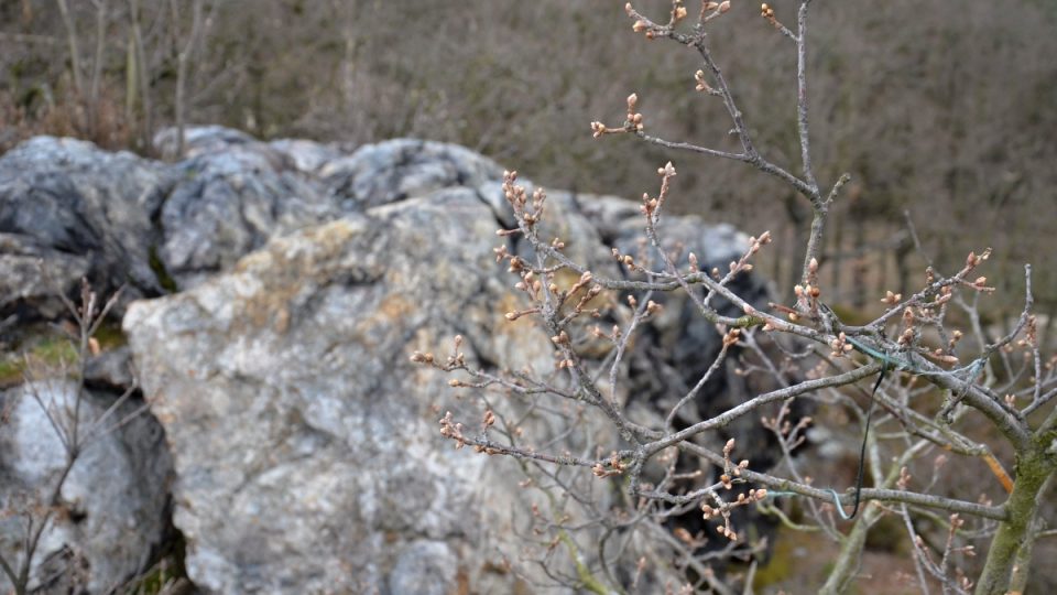 Jaro se hlásí ke slovu i v přírodním parku Šárka - Lysolaje