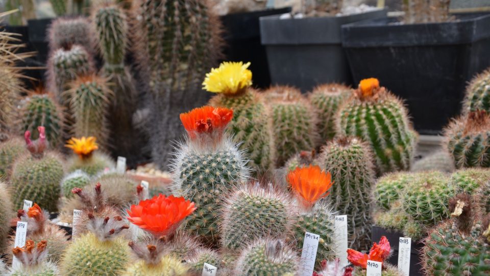 Ve skleníku s expozicí kaktusů a sukulentů