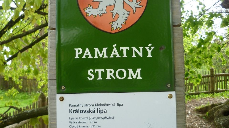 Klokočovská lípa je památným stromem