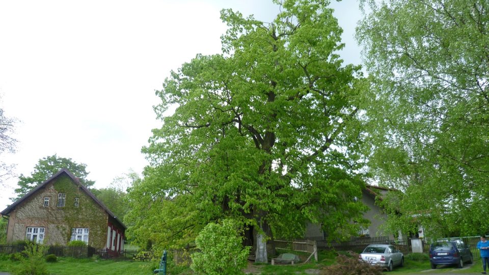 Pohled na lípu přes klokočovskou náves