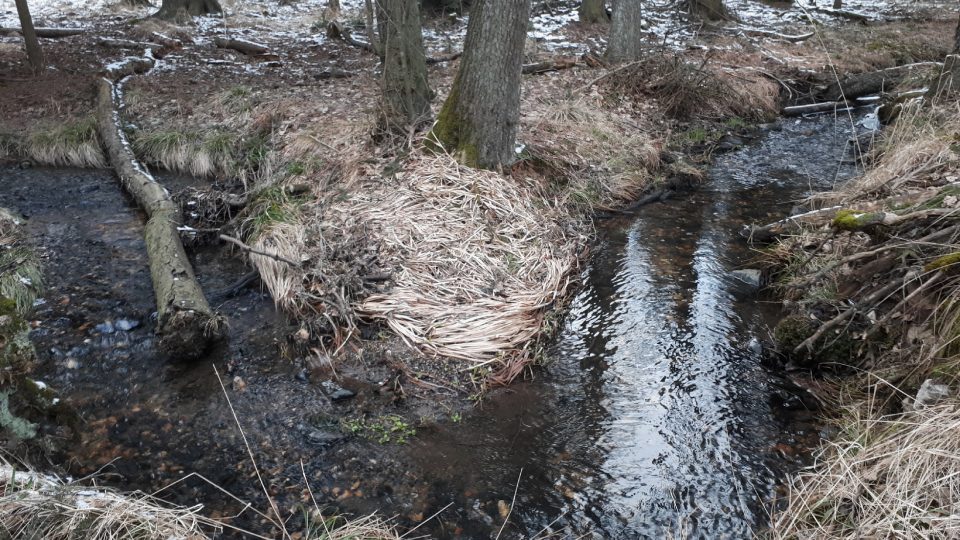 Malá olšina se rozprostírá v těsné blízkosti koryta Chlumského potoka