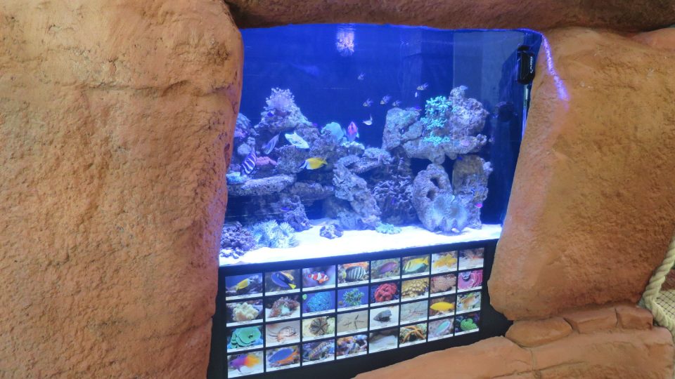 Akvárium s tropickými rybami a živočichy Indického oceánu