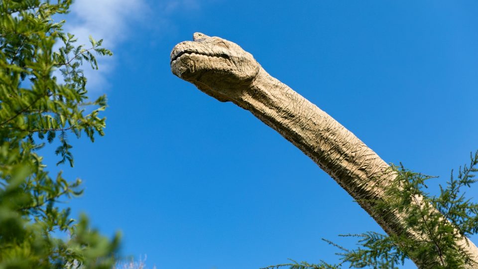 Brachiosaurus nebyl žádný trpaslík, hlavu měl ve výšce 13 metrů nad zemí. Díky tomu mohl tento býložravec pohodlně okusovat listí z korun stromů | foto: Zdeněk Truhlář, Český rozhlas Brachiosaurus nebyl žádný trpaslík, hlavu měl ve výšce 13 metrů nad zemí. Díky tomu mohl tento býložravec pohodlně okusovat listí z korun stromů