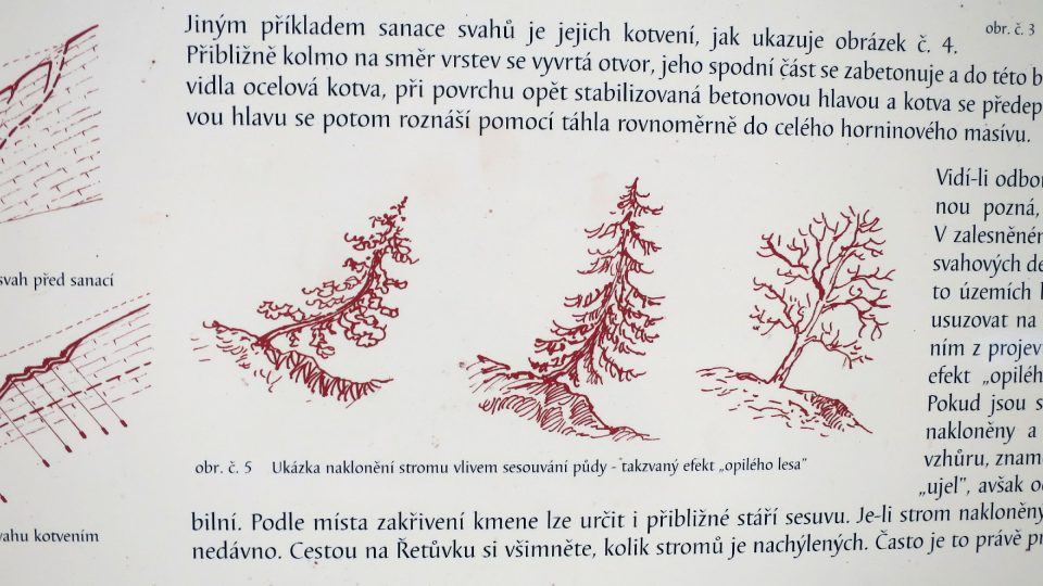Jeden z infopanelů Geologického muzea vysvětluje fenomén křivě rostoucích stromů