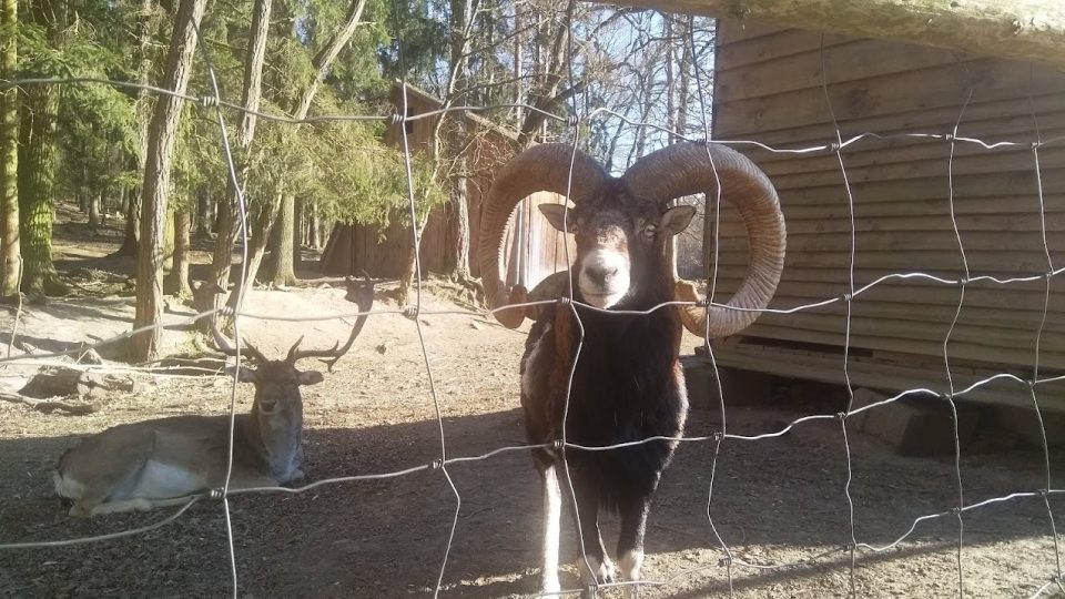 Mufloni a daňci v oboře pod vrchem Jarník