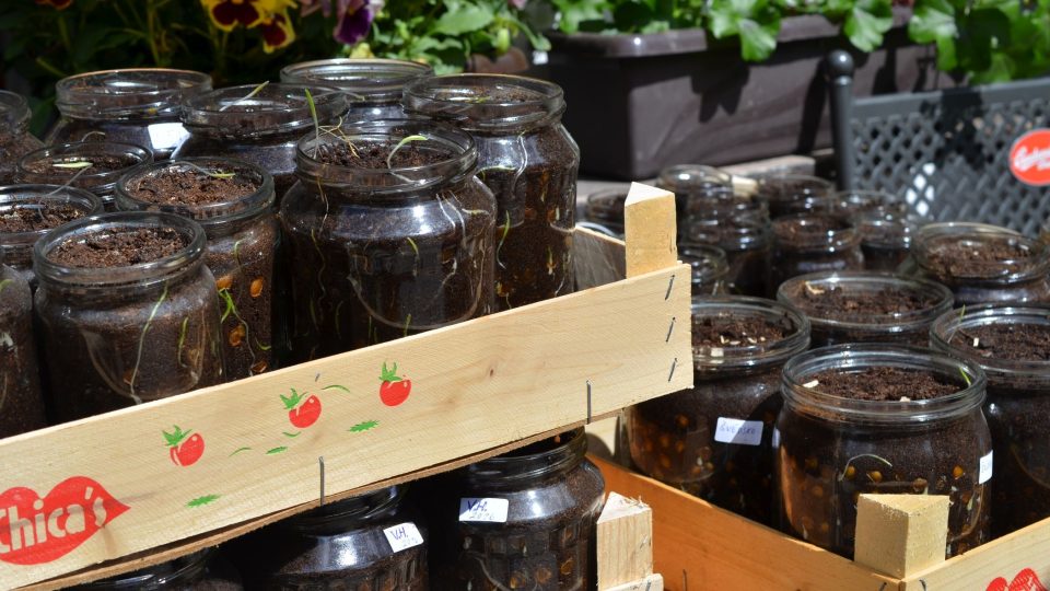 Ve sklenicích u pana Nováka klíčí semínka martagonů z celého světa