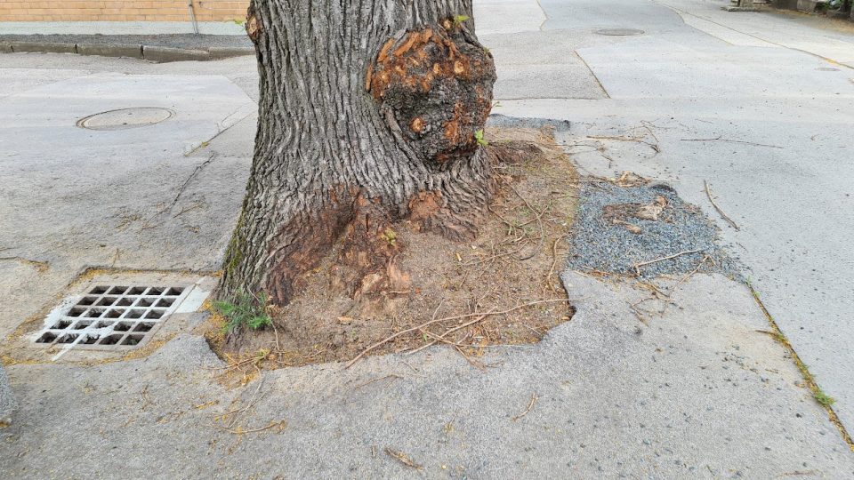 Rozpraskaný chodník na brněnském hřbitově