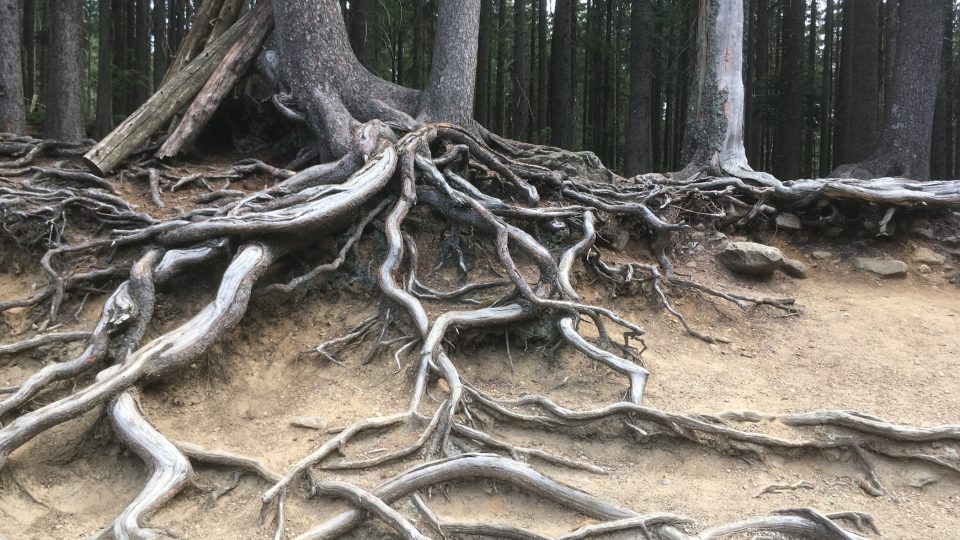 Ošlapané kořeny svědčí o oblibě jezera.JPG