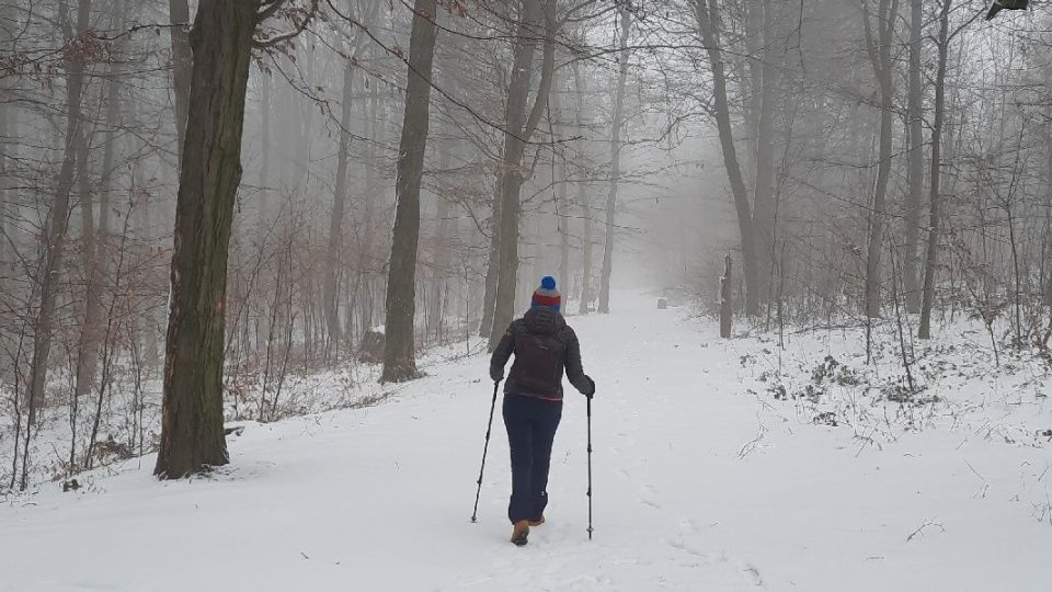 Lesní park je jako stvořený pro pěší turistiku. V létě i v zimě