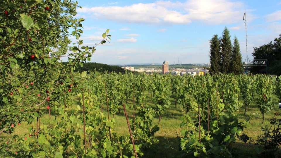 Naproti Proseckým skalám objevíte vinici Máchalku a vedle ní bobovou dráhu