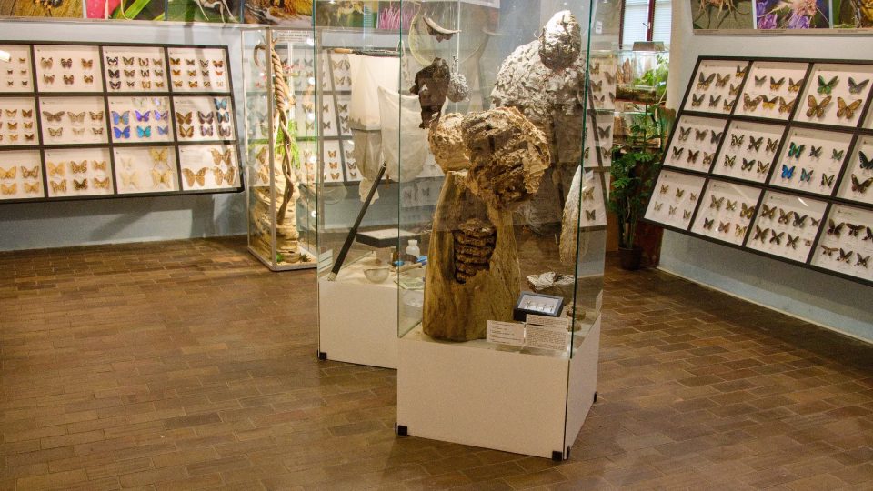Expozici doplňují hmyzí stavby a odchytové pomůcky | foto: Jaroslav Hoření, Český rozhlas Expozici doplňují hmyzí stavby a odchytové pomůcky