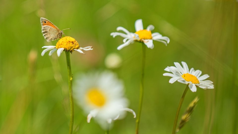 Louky mezi skálami během vegetačního období překypují faunou i flórou