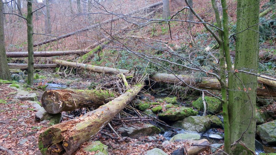 V Lovětínské rokli se dřevo neodtěžuje, směřuje k pralesu