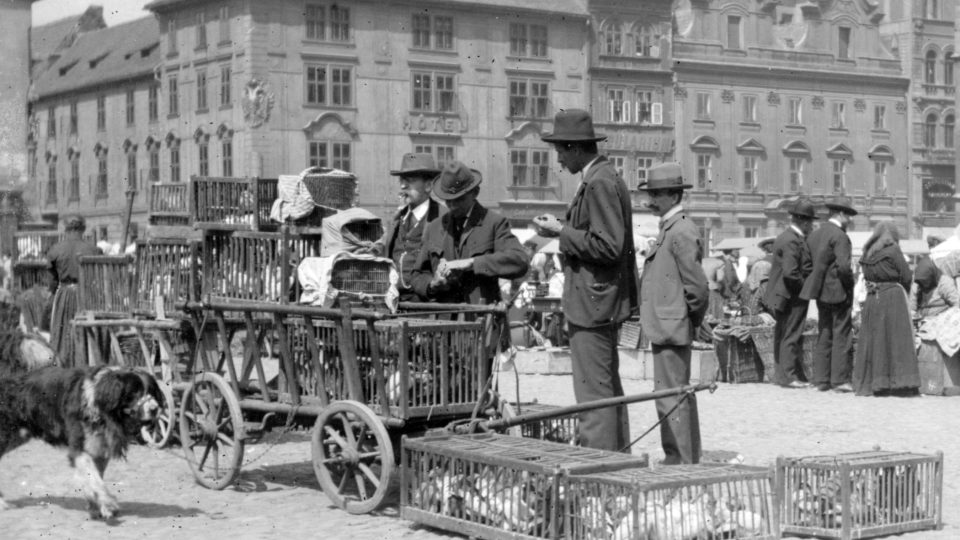 Na trhu se bylo možno koupit i živé holuby (kolem 1910)