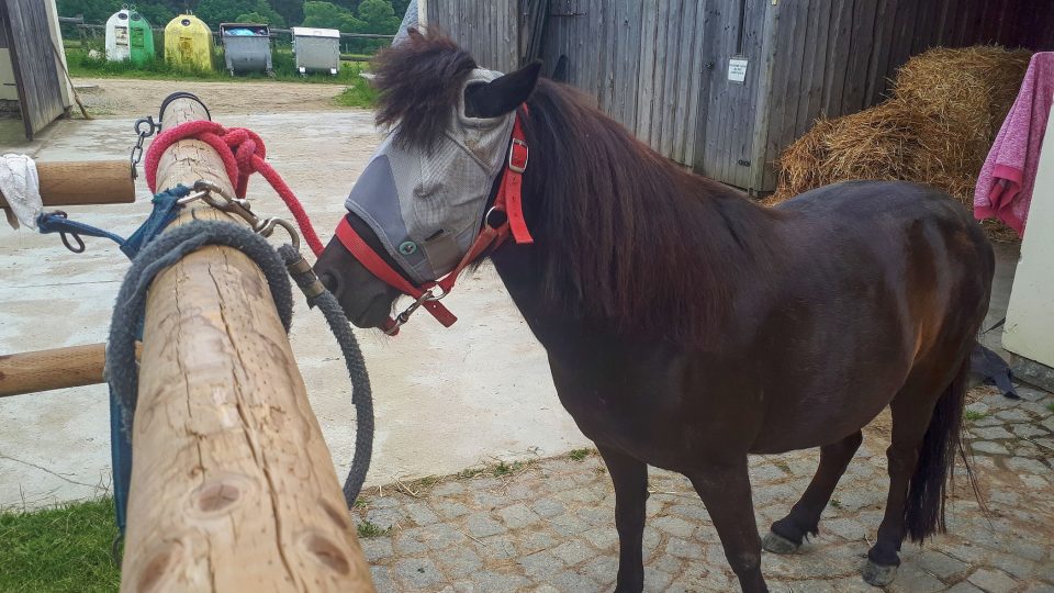 Děti se mohou na farmě povozit na poníkovi