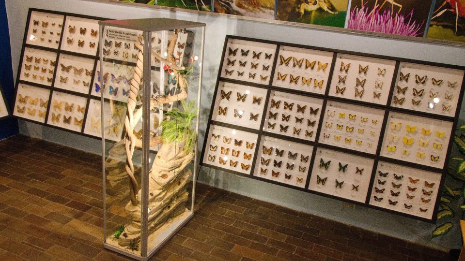 Expozice zahrnuje kromě pavoukovců také brouky a motýli z celého světa | foto: Jaroslav Hoření, Český rozhlas Expozice zahrnuje kromě pavoukovců také brouky a motýli z celého světa