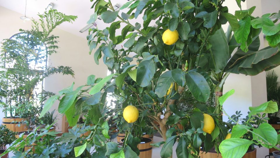 Mezi subtropickými  rostlinami letohradské oranžerie najdete samozřejmě citronovníky