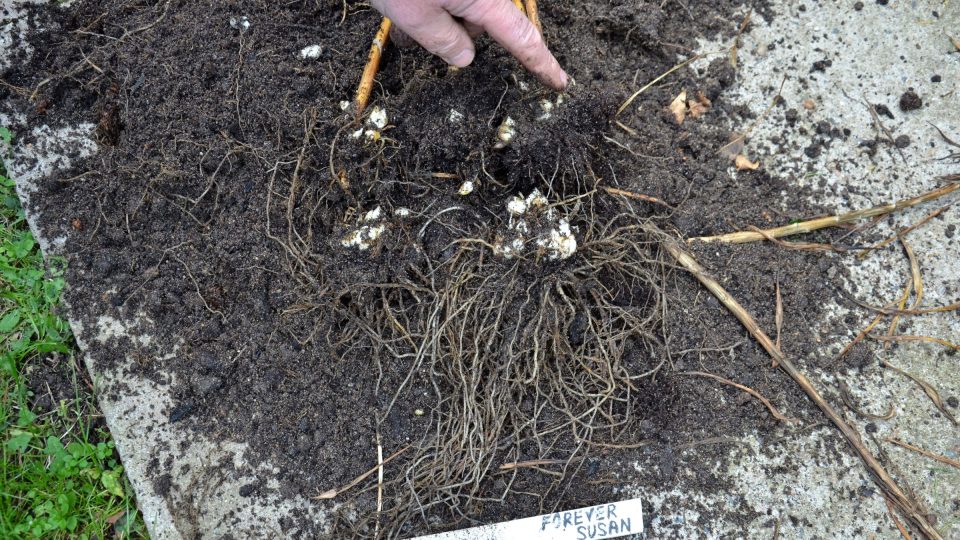 Cibule se rozdělila, je třeba ji rozsadit