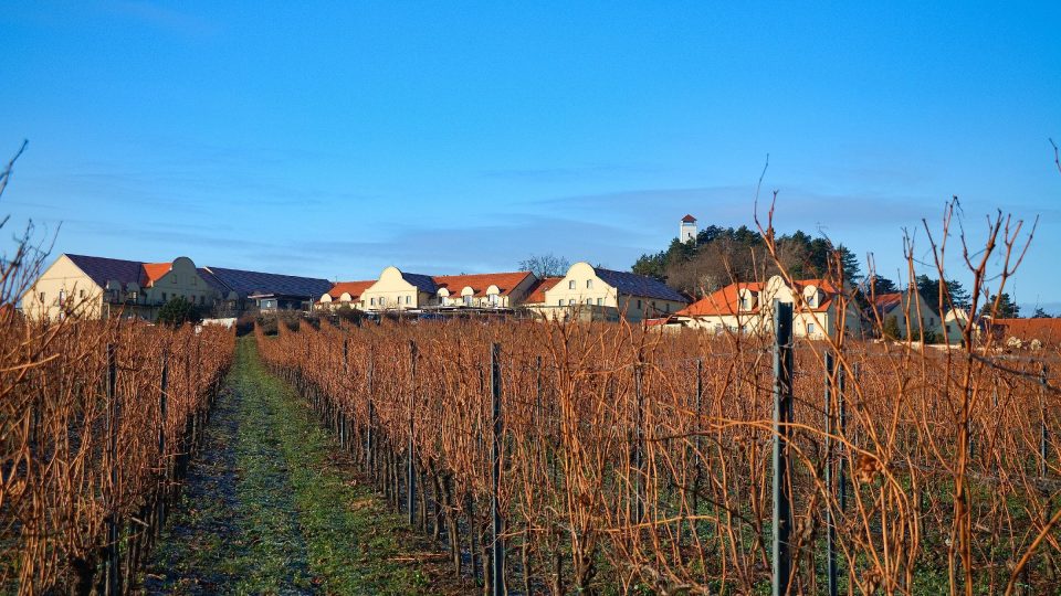 V popředí vinice, Vinařství U Kapličky a rozhledna Dalibor