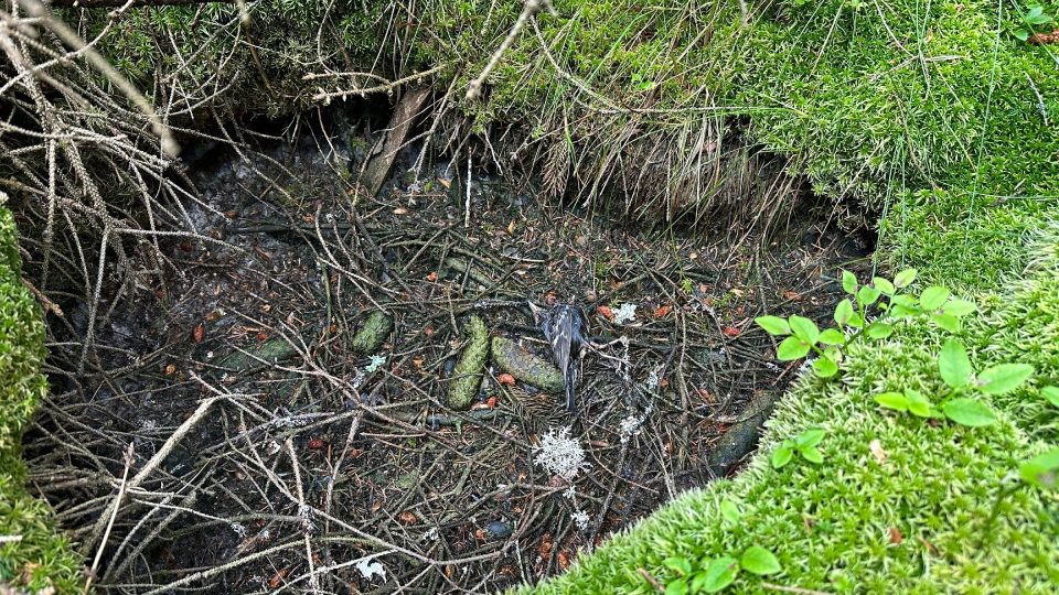 Mrtvolky drobných ptáků jsou zde běžně k vidění