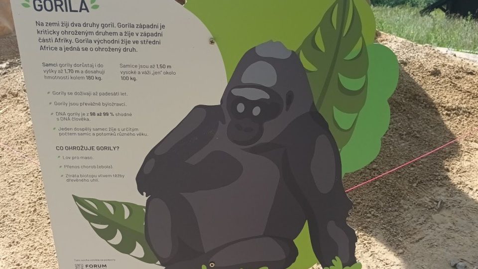 Něco o gorilách