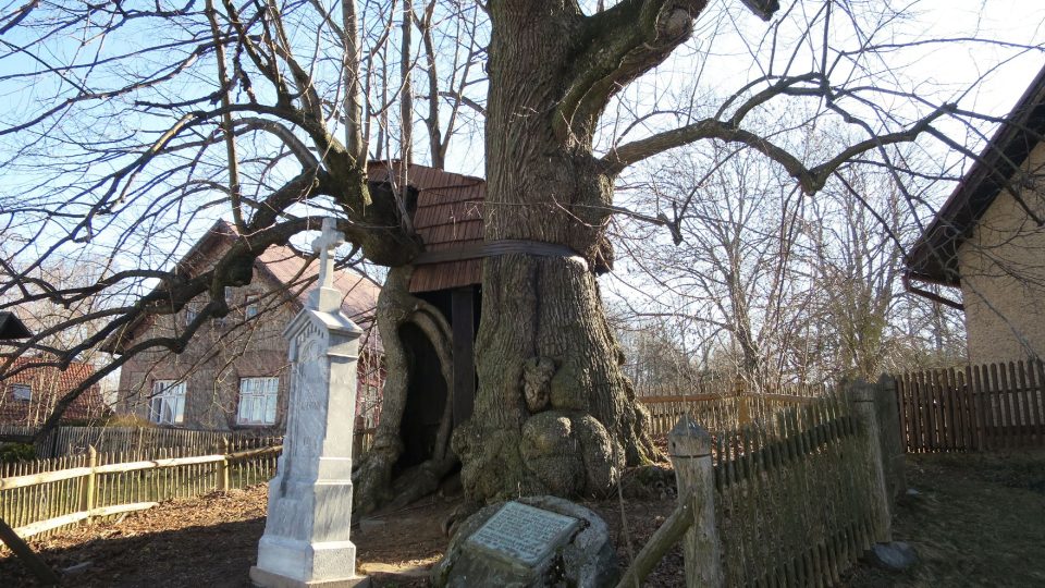 Klokočovská lípa patří mezi nejstarší stromy v Česku. Může být stará až tisíc let