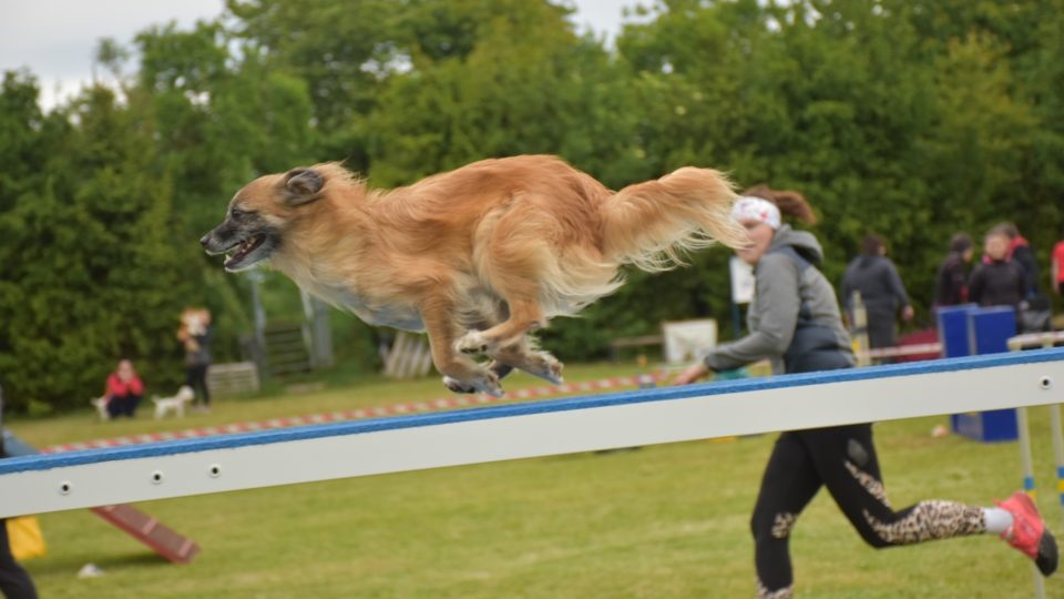 Agility Sezemice | foto: Petra Nováková, Agility Sezemice Agility Sezemice