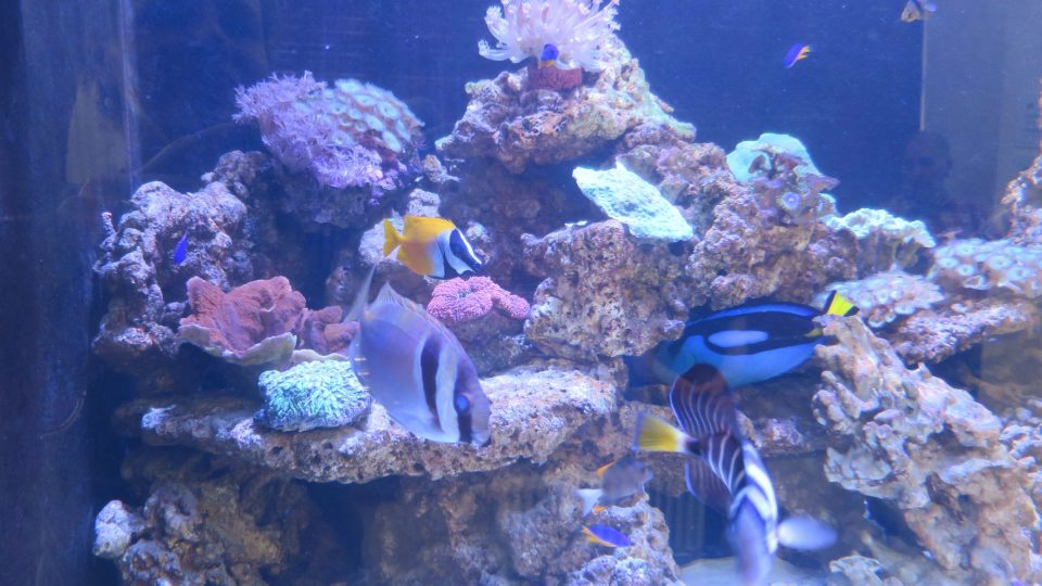 Pohled do akvária s tropickými živočichy