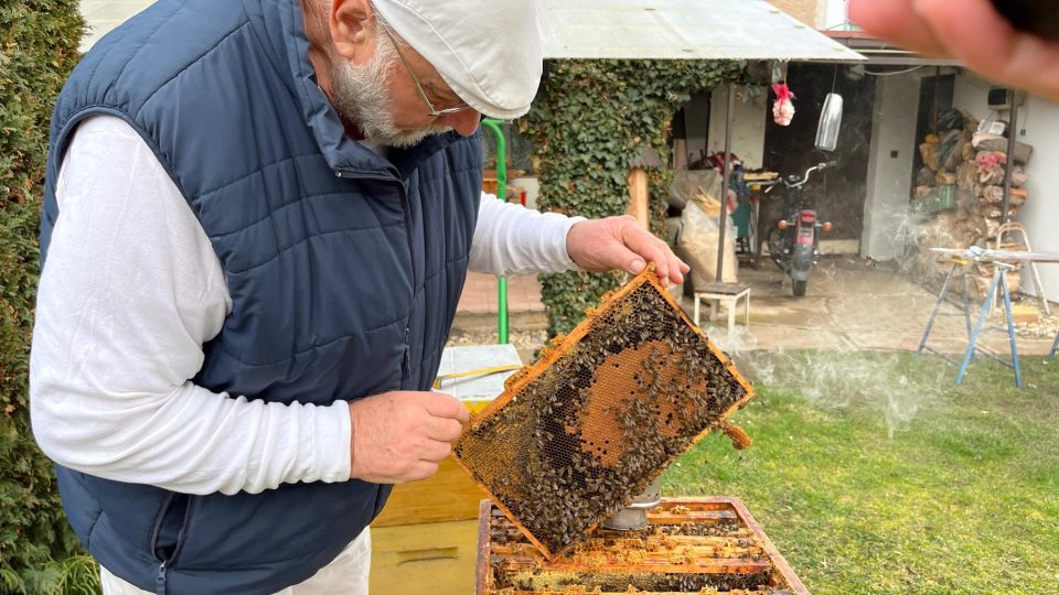 Včely jsou díky teplému počasí velmi aktivní