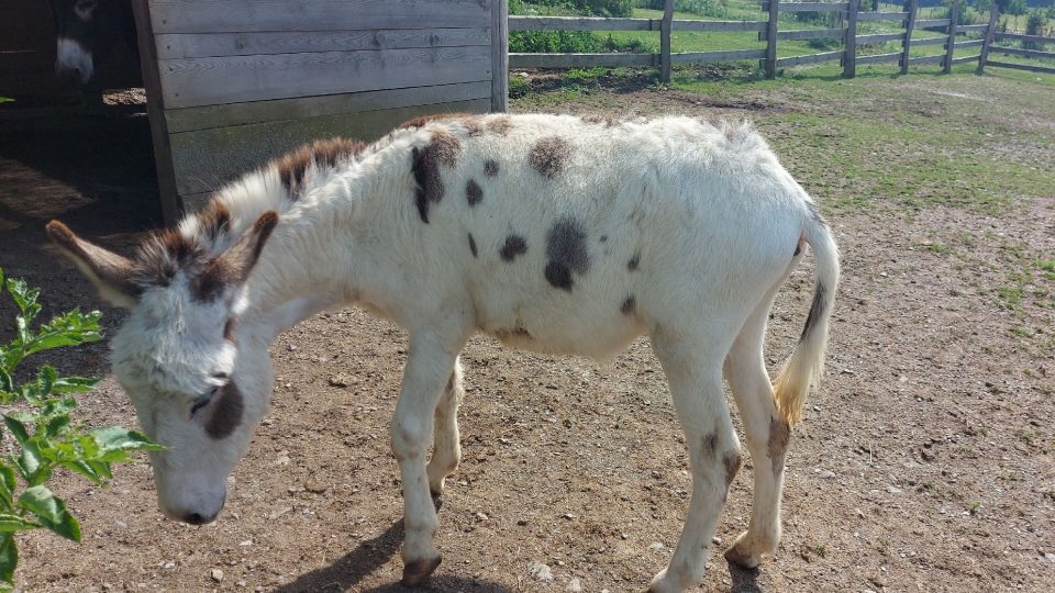 Oslíci jsou menší než poníci a jsou velmi klidní