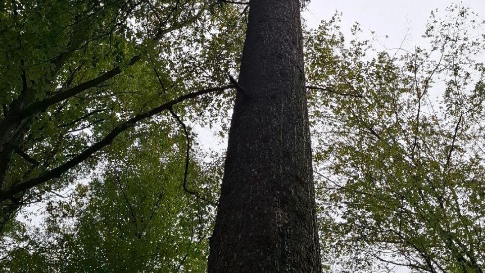 V okolí Zbořeného Kostelce je v lesích možné spatřit mimořádně vysoké Sázavské smrky