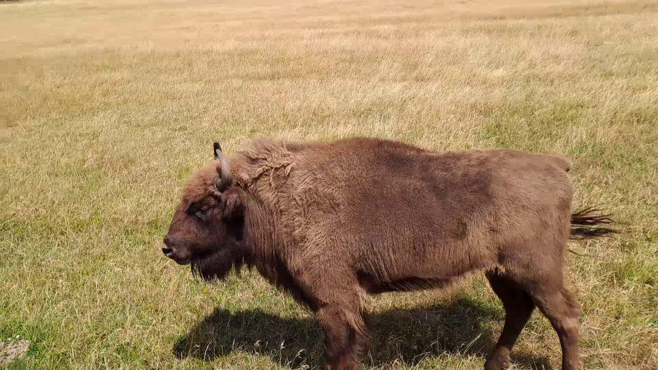 Největší atrakcí obory je skupina zubrů evropských