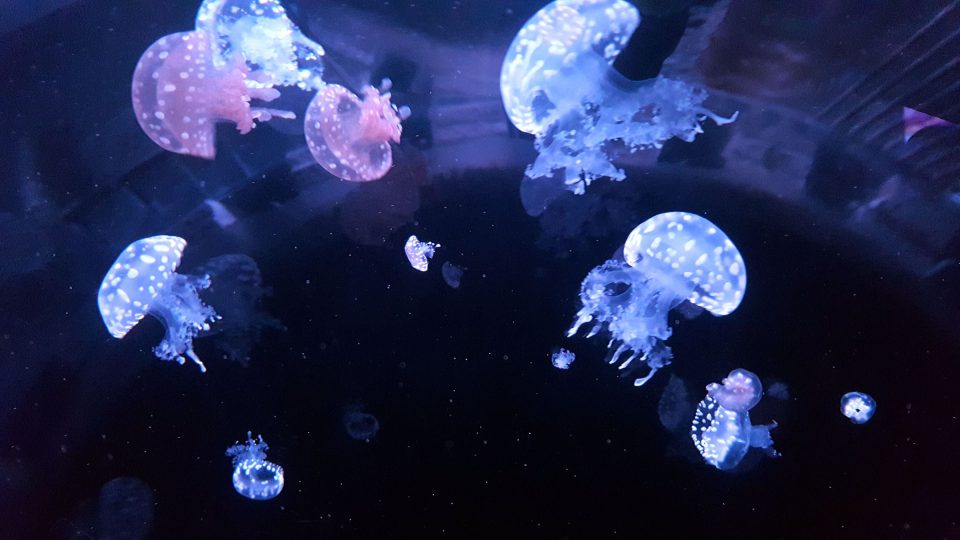 V medúzáriu najdeme na 10 tisíc medúz různých druhů
