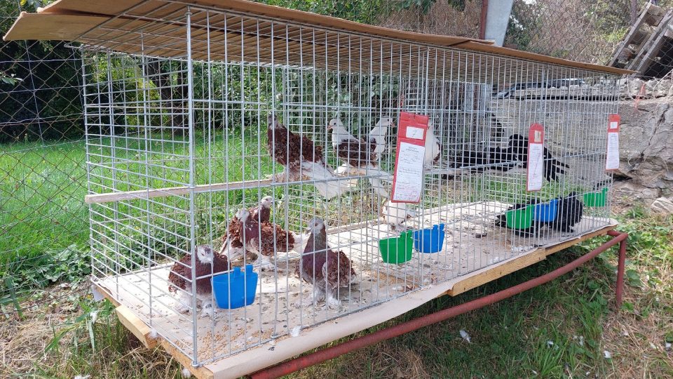 Jiří Kadlec své kudrnáče vystavoval na okresní chovatelské výstavě v Puklicích | foto: Irena Šarounová, Český rozhlas Jiří Kadlec své kudrnáče vystavoval na okresní chovatelské výstavě v Puklicích