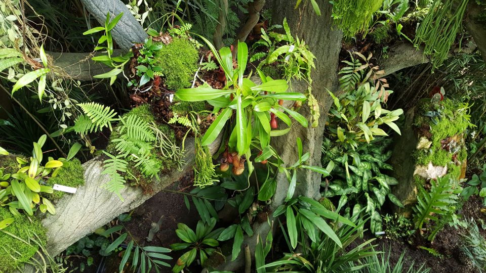Epifitní kmen se spoustou rostlin