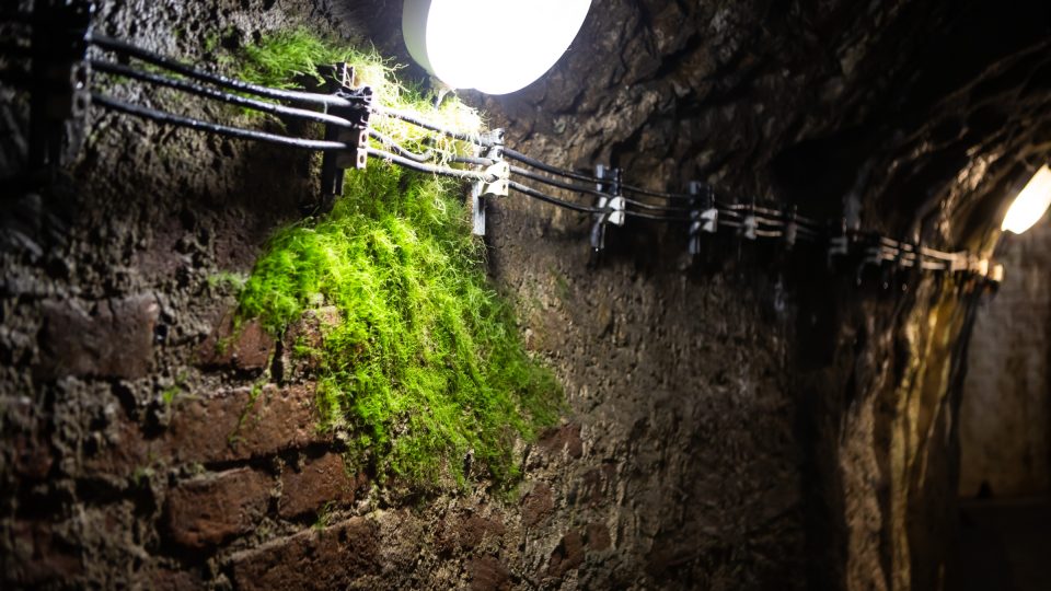 Světlo a teplo lampy umožňuje růst zeleně | foto: Vít Hrdlička, Český rozhlas Světlo a teplo lampy umožňuje růst zeleně