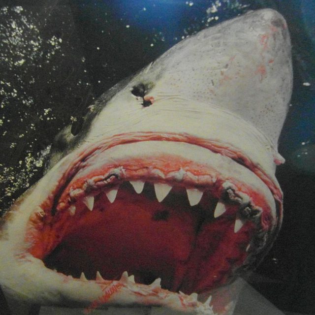 Žralok ve snímku Steva Lichtaga - Velký bílý | foto: Milan Baják,  Český rozhlas