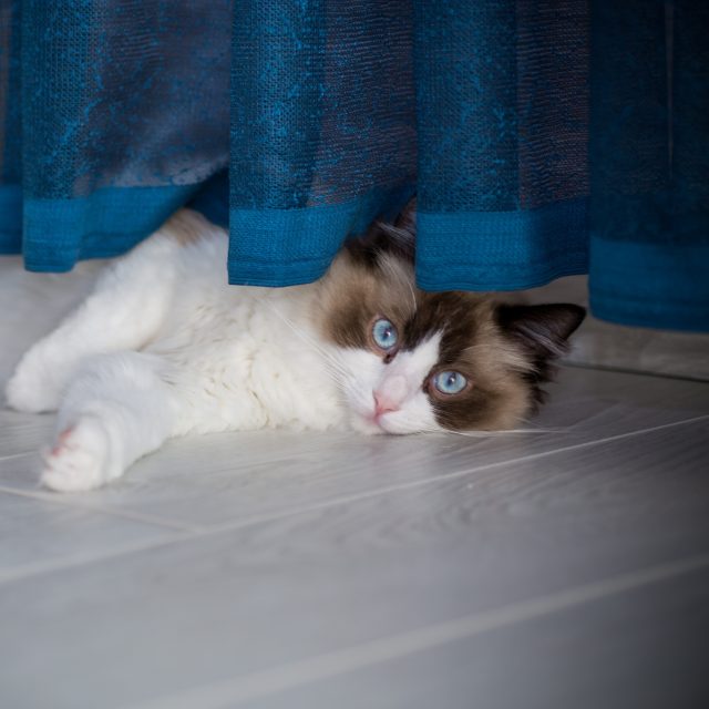 Mladá kočka plemene ragdoll | foto: Profimedia