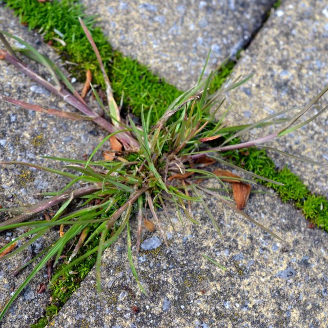 Rosička krvavá | foto: Jolana Nováková,  Český rozhlas