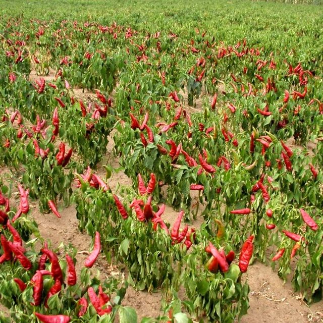 Paprika Karkulka | foto: Ivan Dvořák