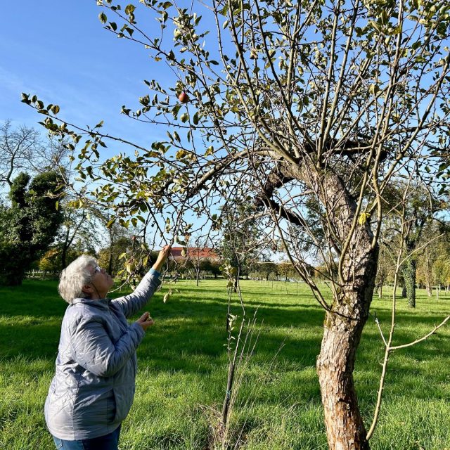 Historické zámecké sady kolem zámku v Holešově na Kroměřížsku,  o starých odrůdách jablek se zahradnicí Vlastou Čablovou | foto: Blanka Kovandová,  Český rozhlas