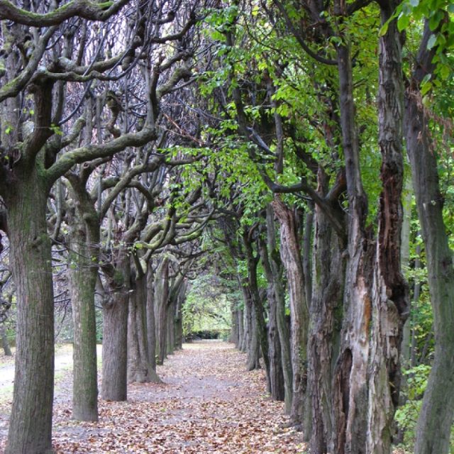 Alej u zámku ve Vizovicích | foto: Archiv Státního zámku Vizovice