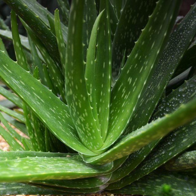 Rostlina aloe vera | foto: Profimedia