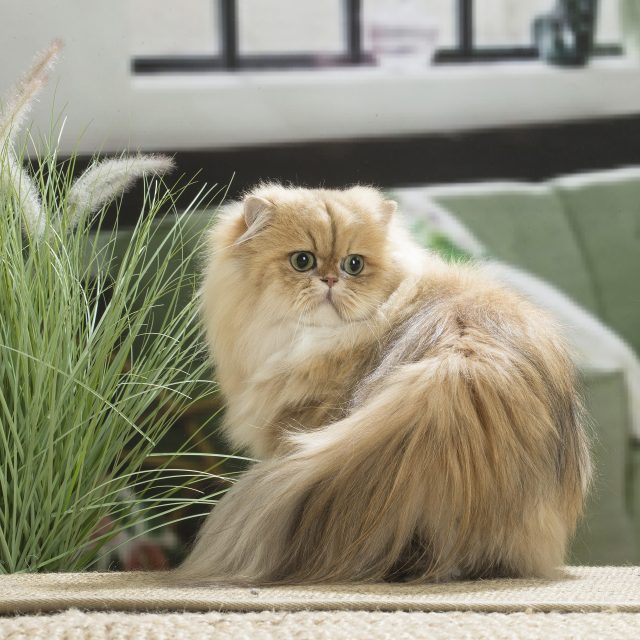 Perská kočka | foto: ardea.com/Jean-Michel Labat,  Profimedia