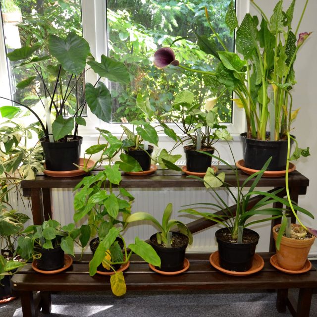 Přehlídka jedovatých pokojovek | foto: Jolana Nováková,  Český rozhlas