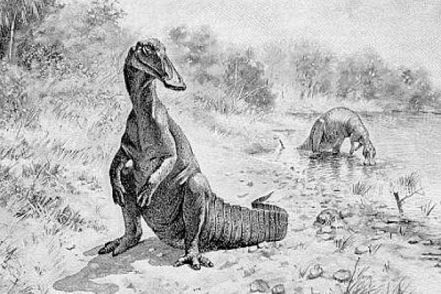 Hadrosaurus | foto:  public domain
